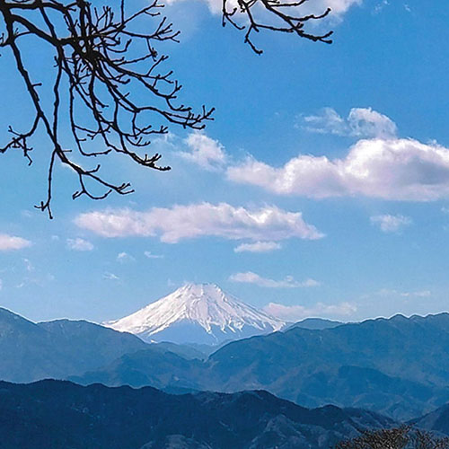 富士山を見ながら野点